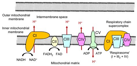 IJMS | Free Full-Text | Mechanisms Underlying the Regulation of Mitochondrial Respiratory Chain ...