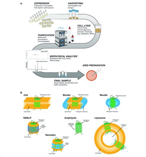 Cell Lysis Buffer Recipe Protein Purification | Dandk Organizer