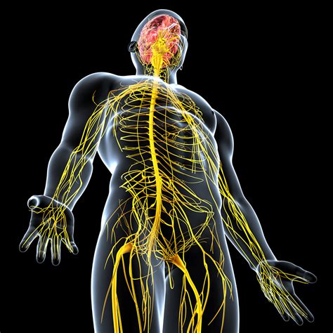 Electrical Signals Could Provide Insights On Inflammatory Diseases - Medical Design and Outsourcing