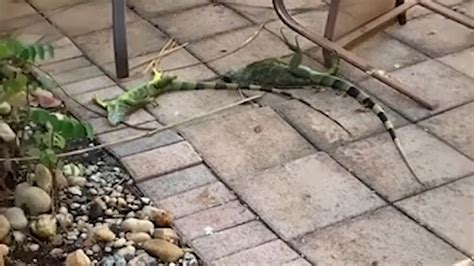 Cold, stunned iguanas are falling from trees in Florida - The ...