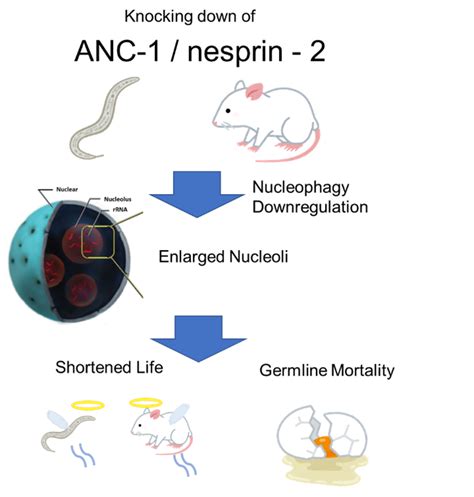 Nucleophagy delays aging and preserves immortality - Tebubio