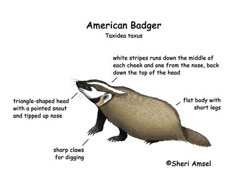 Badger (American)