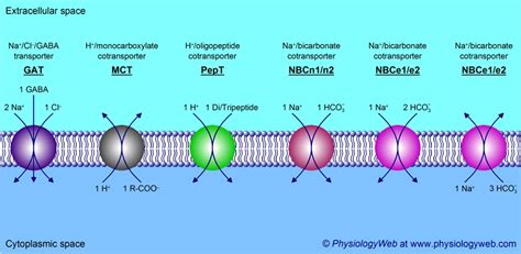 Secondary Active Transport Animation Mcgraw Hill - Transport Informations Lane