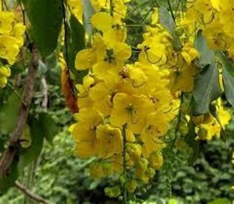 Cassia fistula seeds -Indian Laburnum seeds at Rs 450/kilogram | Forestry Seeds in Chennai | ID ...