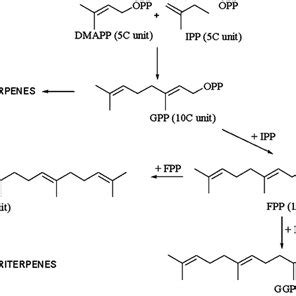 1 Precursor units of different terpenoids, formed according to the ...