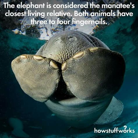 The elephant is considered the manatee's closest living relative. Both ...