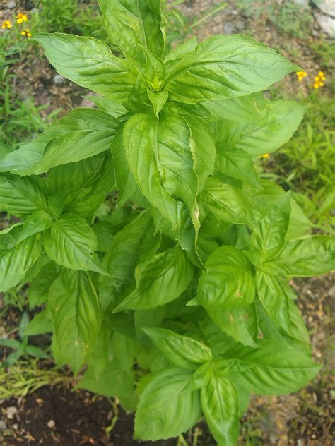 Basil, a Powerful Anti-bacterial Plant and Source of Health-benefiting ...