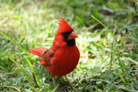 Cardinal Bird Wallpapers - Wallpaper Cave