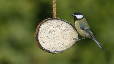 Take part in the RSPB’s Big Garden Birdwatch 2023 | Gardeningetc