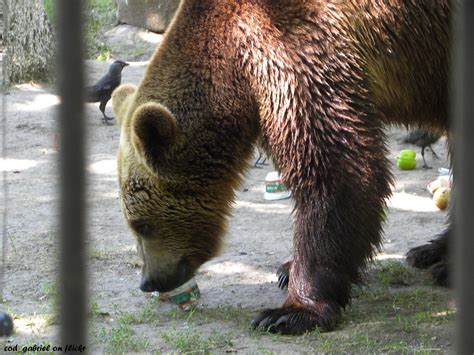 Brown bear in Braila zoo | You're welcome to use this on con… | Flickr