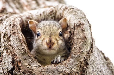 What To Do If You Find A Baby Squirrel