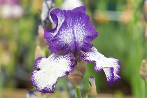 10 bearded irises to grow - gardenersworld.com