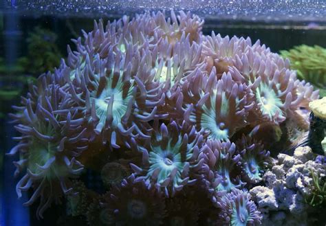 Duncan Coral Care Guide for Beginner Reefers – Aquarium Genius