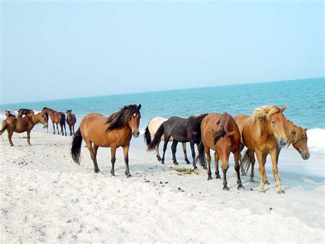 Where are the wild horses on chincoteague island