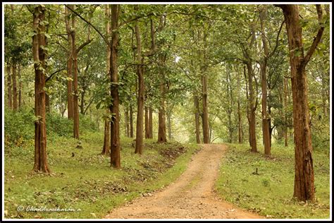 Pasir Cabe Green Hill