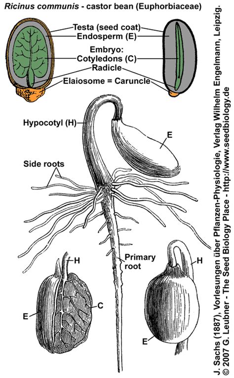 The Seed Biology Place - Seed Structure and Anatomy