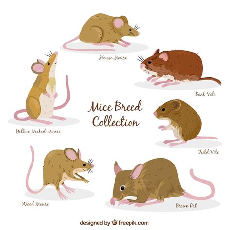 Free Vector | Set of six mice breeds