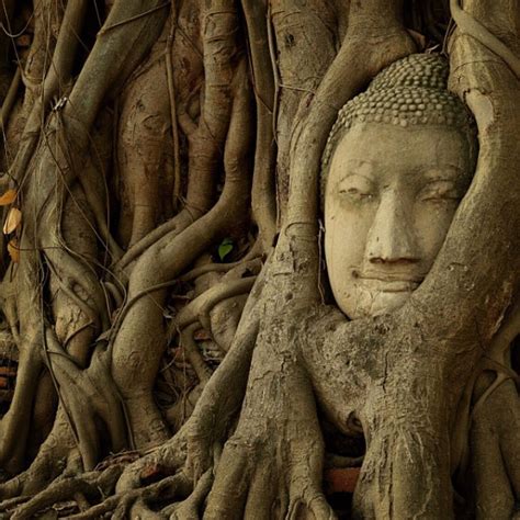 The famous buddha head in tree roots from Ayutthaya,THAILAND | Buddha statue, Buddha, Buddha head