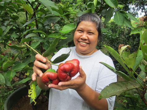 Apple Makopa at Sarian Farm