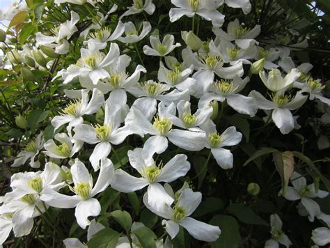 white clematis | Pictures of spring flowers, White clematis, Spring flowers