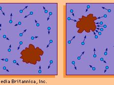 Brownian motion | Physics, Math & History | Britannica