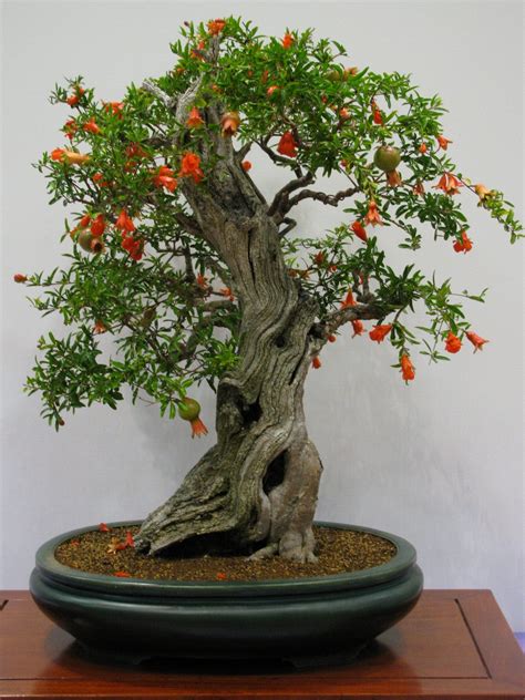 Pomegranate Bonsai Trees (Punica granatum) | Bonsai Tree Gardener