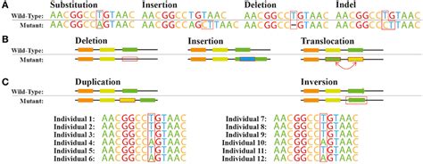 Frontiers | Analysis of Genetic Variation and Potential Applications in ...