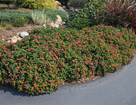 15 Beautiful Lantana as Ground Cover Ideas