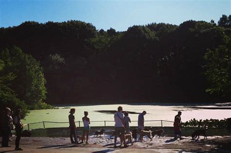 Prospect Park's Dog Beach Reopens After 2-Month Renovation - Park Slope - New York - DNAinfo