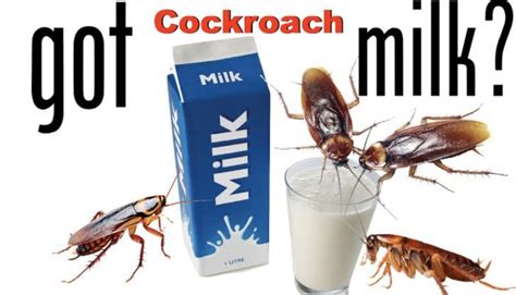 Cockroach Milk