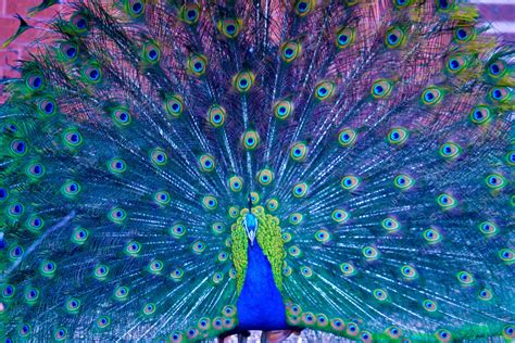 Beautiful Peacock Wallpapers - Top Free Beautiful Peacock Backgrounds ...