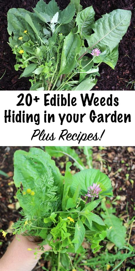 20+ Edible Weeds in Your Garden (with recipes!)