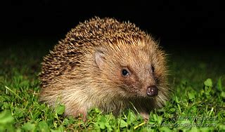 Hedgehog at Night | A hedgehog at the bottom of the garden. … | Flickr