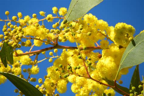 Acacia pycnantha Wallpaper and Background Image | 1600x1067 | ID:427351