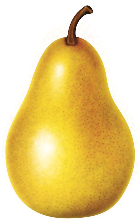 Pear Varieties (illustration) – California Pears