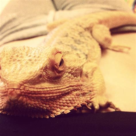 Bearded dragon #pet