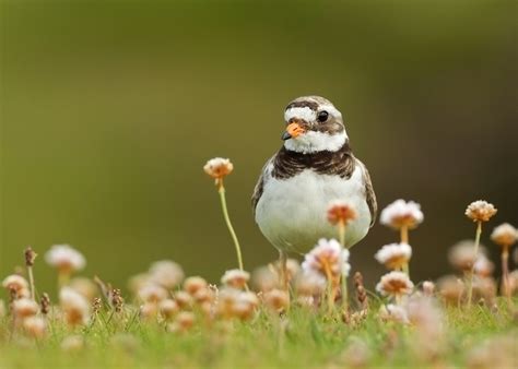 DG Wildlife by Dalia Kvedaraite and Giedrius Stakauskas | Wildlife in ...