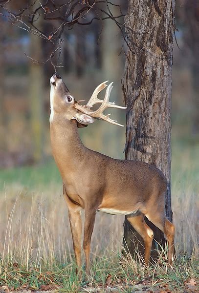 LATE OCTOBER WHITE-TAILED DEER PHOTOGRAPHY - Steve Gettle Nature Photography