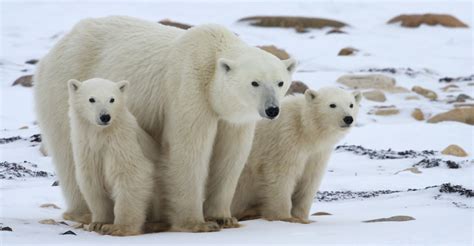 Polar Bear Viewing | Churchill Polar Bears