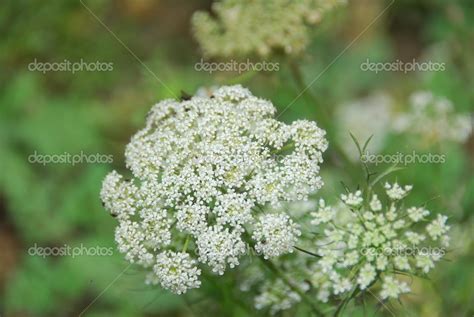 Closeup of white Ammi majus Bishopsweed Bullwort Laceflower — Stock ...