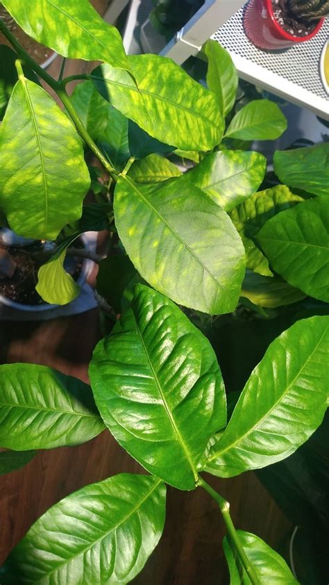 Is this a mineral deficiency? : plantclinic