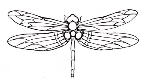 dragonfly outline - Google Search | Dragonfly drawing, Dragonfly tattoo, Dragonfly art