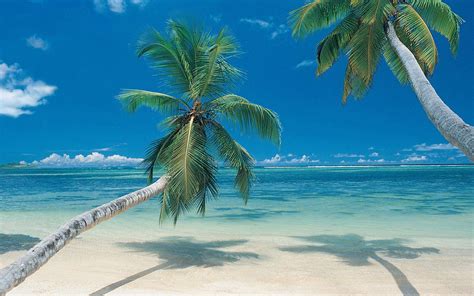 Beach Palm Trees Wallpapers - WallpaperSafari