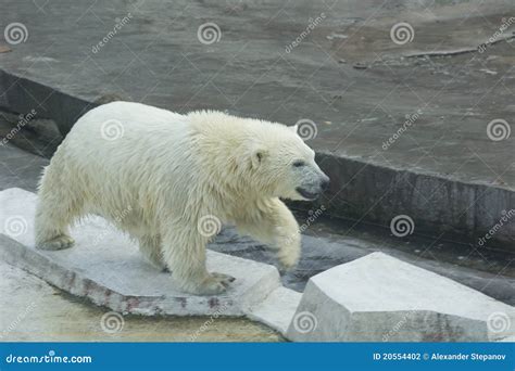 White Bear Cub Stock Photography - Image: 20554402