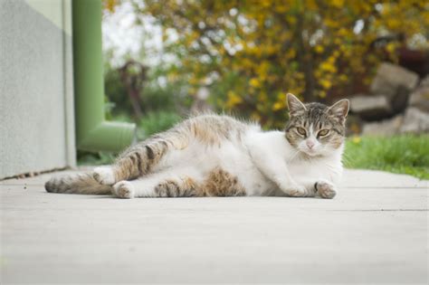 Katzen und ihre Tragezeit - Beginn, Dauer und Ende - Smart-Animals