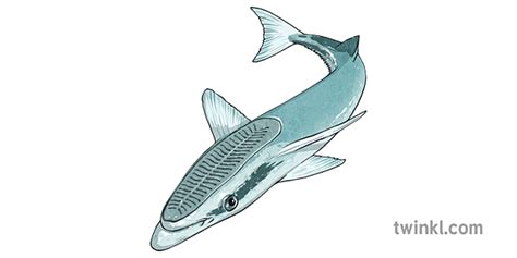 remora ปลา สัตว์ ฉลาม symbiosis topic ks2