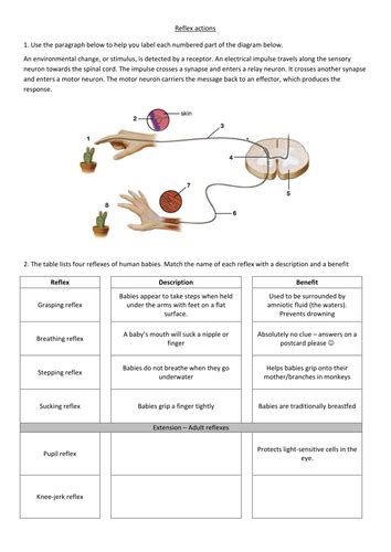 Reflex arc worksheet - C21 B6 | Teaching Resources