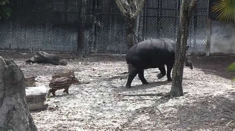 Tapir out in habitat - YouTube