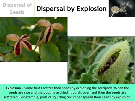 Dispersal of Seeds