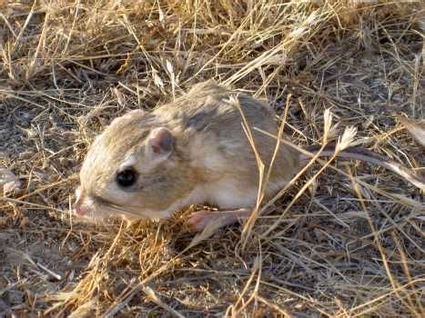 Baby Kangaroo Rat | Kangaroo rat, Baby animals, Cute animals